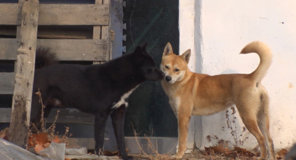 ▲'TV 동물농장' (사진제공=SBS )