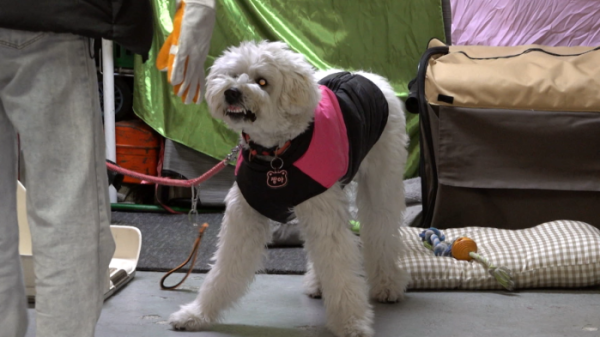 ▲'개는훌륭하다' (사진제공=KBS 2TV)