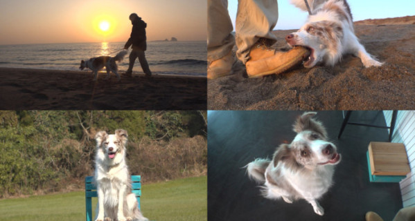 ▲'TV 동물농장' (사진제공=SBS )