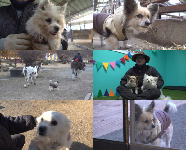 ▲'TV 동물농장' (사진제공=SBS )