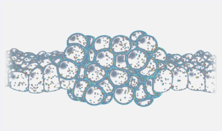 화이자, 카토그래피와 ‘암항원 발굴’ 8.5억弗 옵션딜