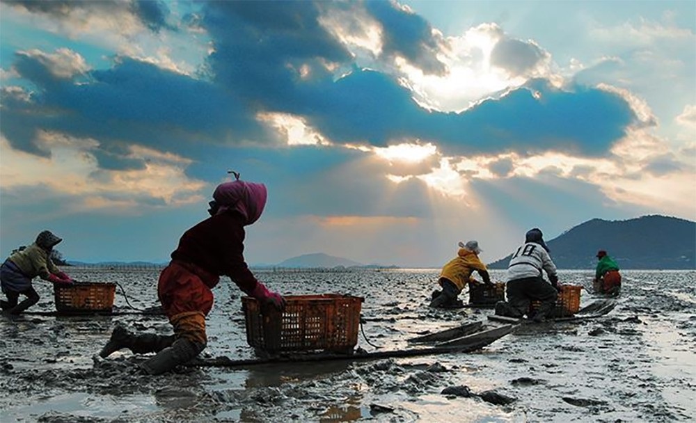 ▲국가중요어업유산 제2호인 '보성 뻘배어업'이 이뤄지고 있는 전남도 보성군 벌교 앞바다에서 어민들이 뻘배를 밀며 갯벌을 이동하고 있다. (사진제공=보성군)