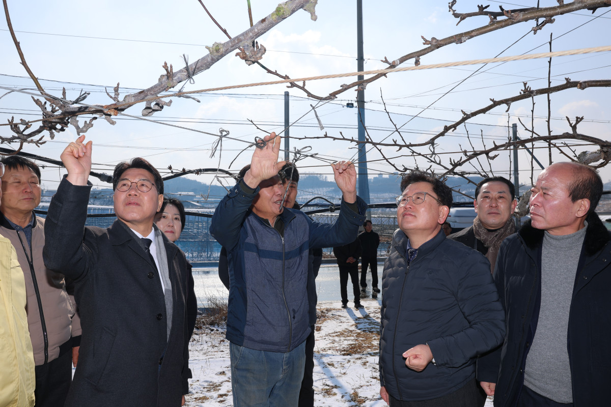 ▲이승돈 농촌진흥청장(오른쪽에서 세 번째)이 2일 충남 천안 배 과수원을 찾아 궤양 제거와 절단 부위 소독약 도포 작업을 점검하고 있다. (사진제공=농촌진흥청)