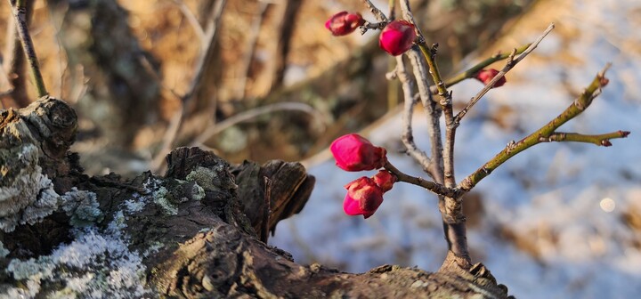 ▲전남도 광양시청 앞 미관광장 매화동산에서 홍매가 개화했다. (사진제공=광양시)