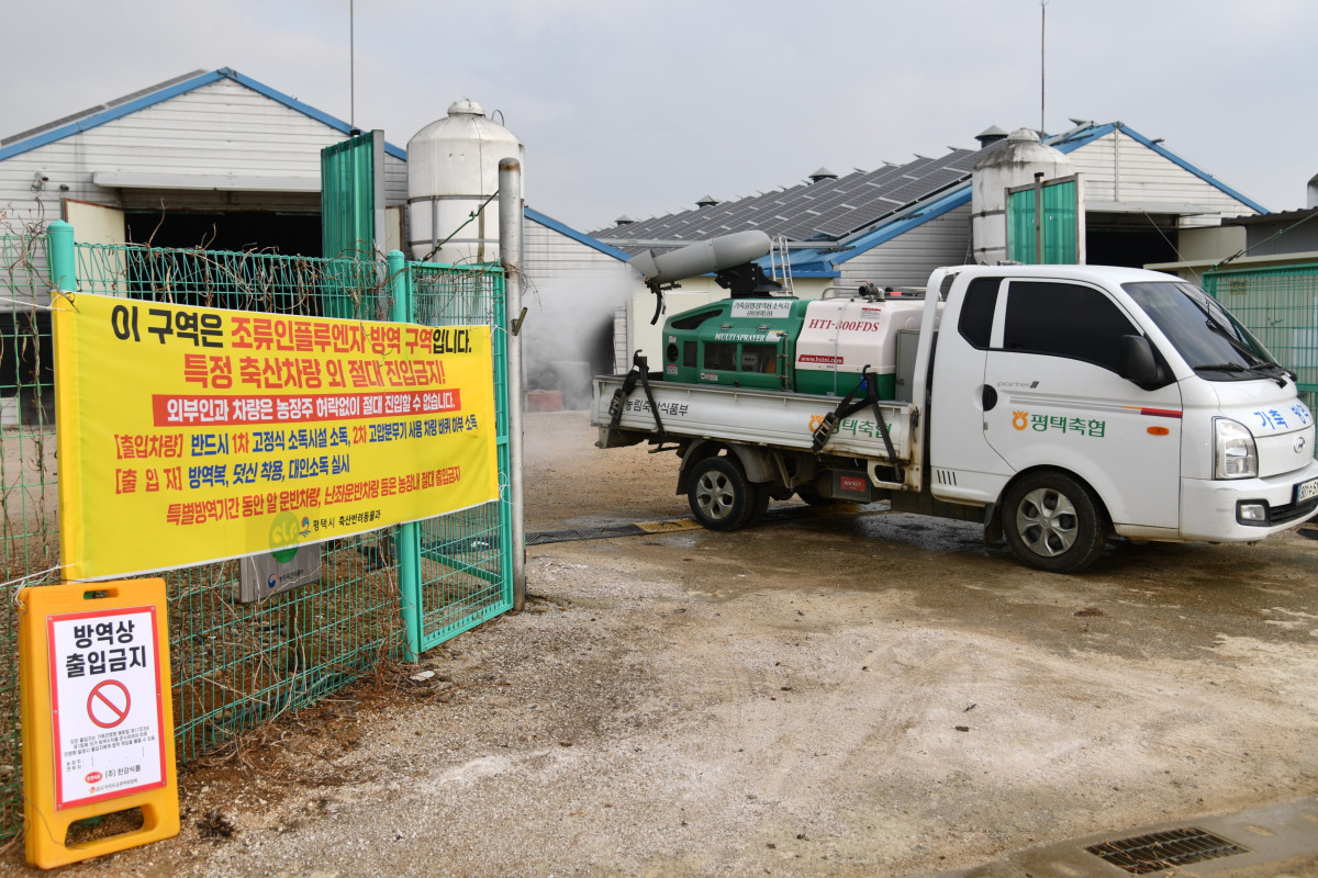 ▲경기도 평택시 한 축산농가 앞에서 평택축협 소속 공동방제단 차량이 소독 작업을 실시하고 있다. '조류인플루엔자 방역 구역'임을 알리는 노란색 현수막과 '방역상 출입금지' 표지판이 설치된 가운데 고압분무기를 장착한 방역 차량이 축사 진입로 소독에 나서고 있다.  (경기농협)