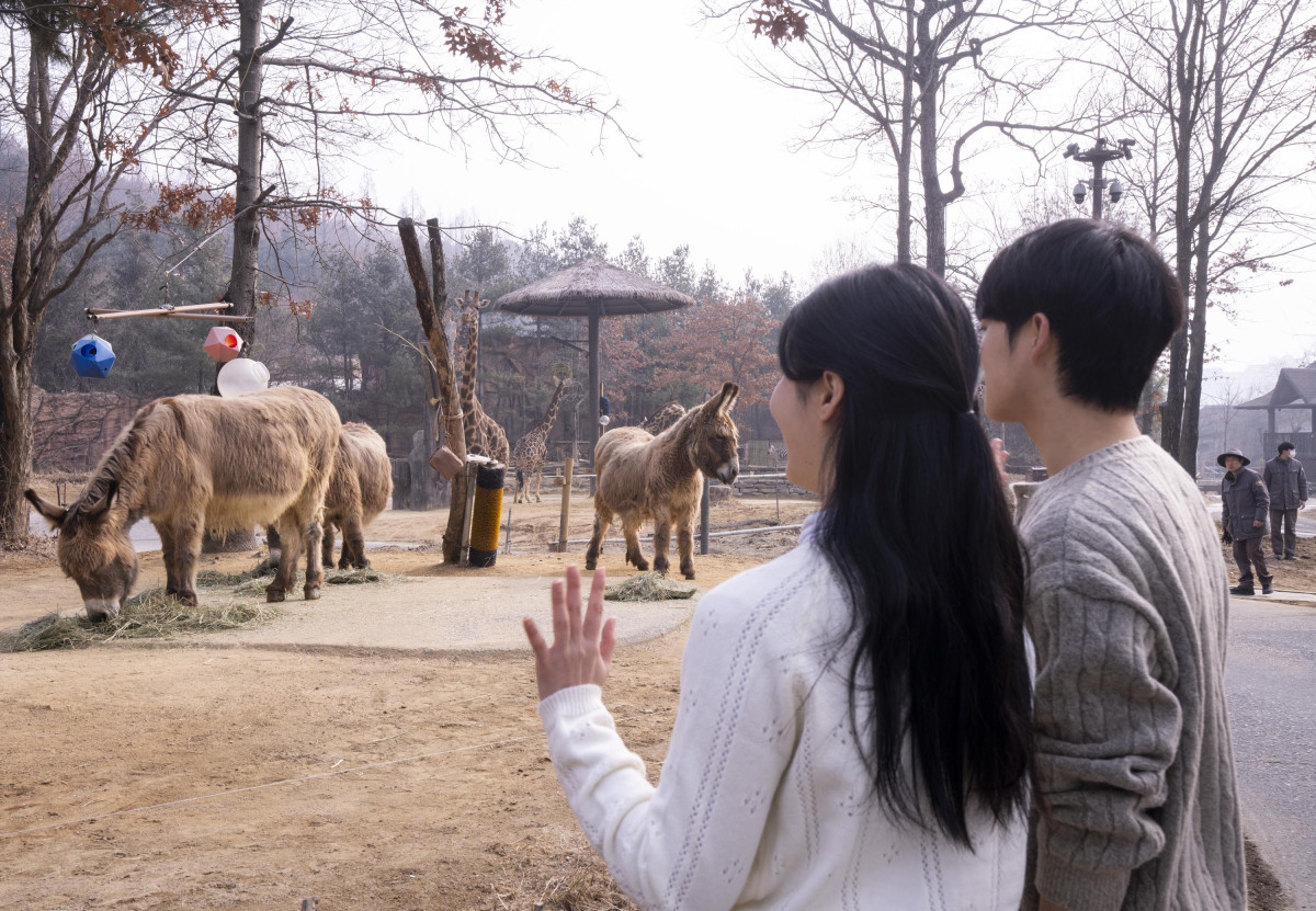 ▲에버랜드 '로스트밸리 워킹 사파리' 홍보 이미지 (사진제공=삼성물산리조트부문)