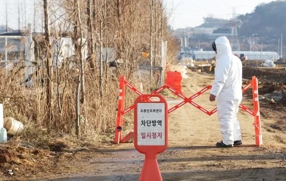 ▲고병원성 조류인플루엔자(AI) 발생농장 출입을 통제하고 있는 모습. (사진제공=연합뉴스)