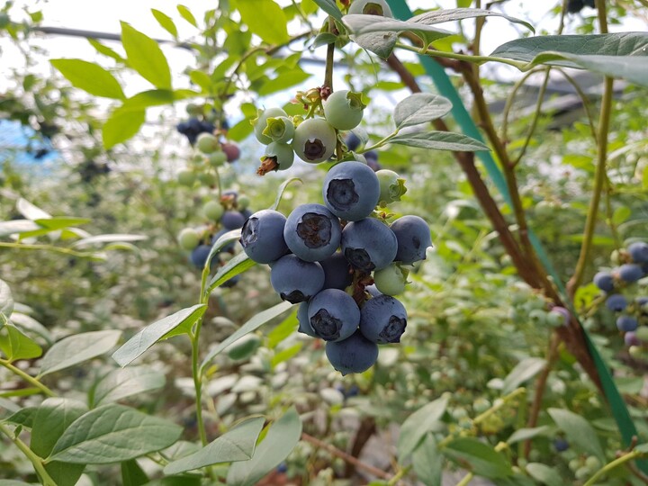 ▲전남 곡성군 올해 첫 블루베리 수확. (사진제공=곡성군)