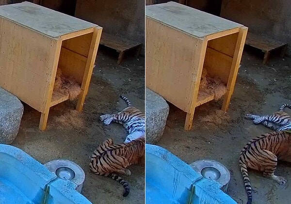 ▲미호 폐사 사고 CCTV 공개…사육사 문 잠금 관리 소홀 (사진제공=서울시의회 환경수자원위원회 이영실 의원(더불어민주당·중랑1)실)
