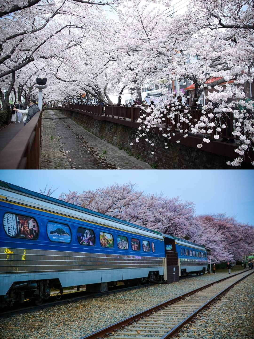 (이충무공선양군항제위원회)
