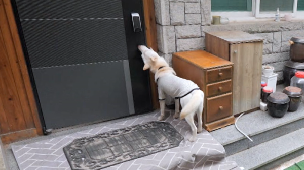 ▲'개는 훌륭하다'(사진제공=KBS 2TV)