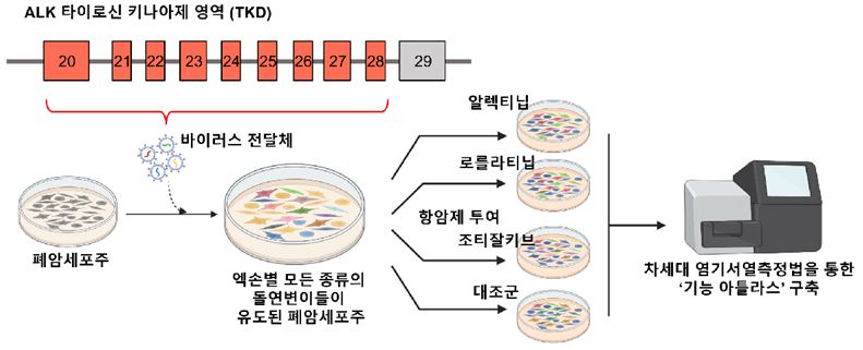 ▲프라임 편집 기반 ALK 변이 스크리닝 플랫폼 ‘기능 아틀라스’ 모식도. ALK 타이로신 키나제 영역 내 발생 가능한 변이들을 실제 폐암 세포주에 도임하고 분석하는 전체 공정 과정. 이를 통해 각 세대별 표적치료제에 대한 반응성을 대규모 평가할 수 있음. (사진제공=세브란스병원)