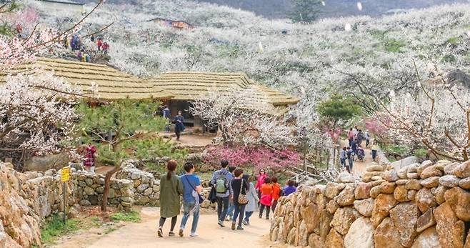 ▲전남도 광양시 다압면 일대에 매화가 곱게 핀 매화마을 안을 산책하는 관광객들. (사진제공=광양시)