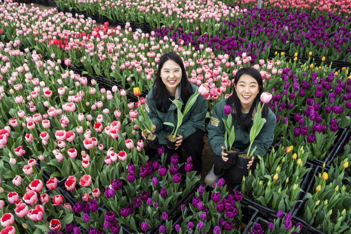 ▲에버랜드가 20일부터 120만 송이 봄꽃이 만개하는 튤립축제를 연다. (사진제공=삼성물산 리조트부문)