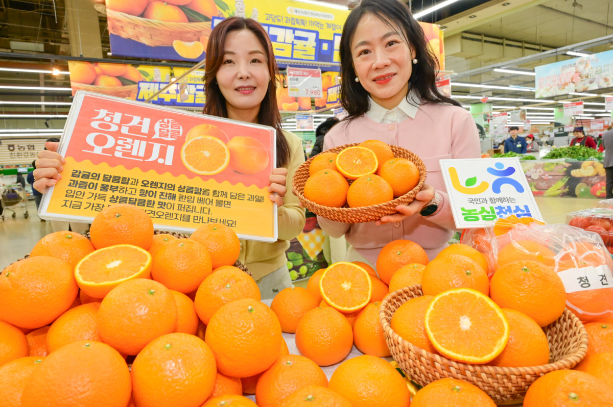 ▲15일 서울 서초구 하나로마트 양재점에서 모델들이 올해 처음 판매하는 국내산 청견 오렌지를 소개하고 있다. (사진제공=농협유통)