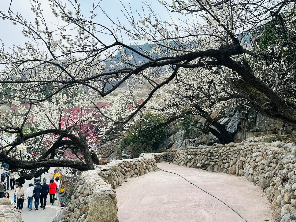 ▲전남 광양시 섬진강변 33만㎡(약 10만평)를 무대로 펼쳐지는 광양매화축제장 전경. (사진제공=광야시)