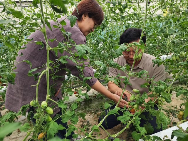 ▲농촌진흥청 농업미생물과 상미경 박사(왼쪽)가 토마토 농가를 찾아 현장 컨설팅을 진행하고 있다. (사진제공=농촌진흥청)