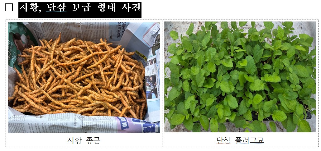 ▲지황, 단산 보급 형태 사진 (사진제공=한국농업기술진흥원)