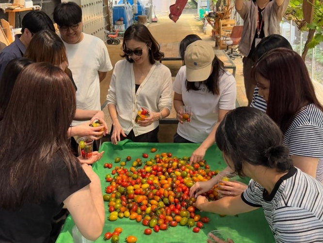 ▲한림대학교 식품영양학과 학생들이 강원도 춘천 헬로토마토 농장에서 수확 체험을 하고 있다. (사진=한림대)