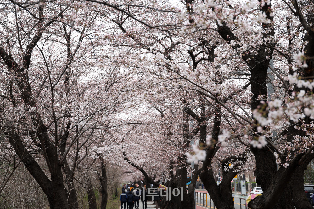 ▲예년보다 따뜻한 날씨가 이어지면서 서울의 벚꽃이 평년보다 열흘가량 일찍 개화한 가운데 30일 서울 영등포구 여의도 윤중로 일대에 벚꽃이 피어 있다. 다음 달 3일부터 7일까지는 이곳에서 여의도 봄꽃축제가 열린다. 고이란 기자 photoeran@