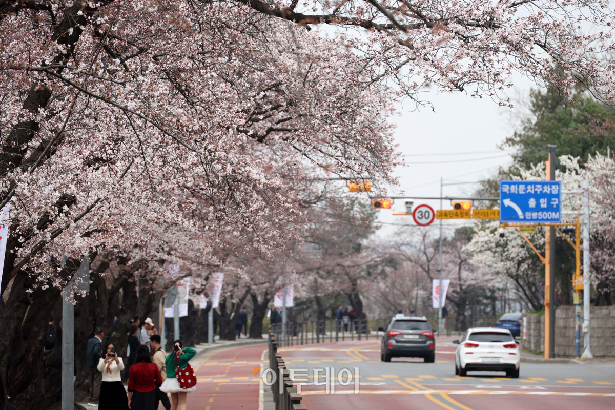 ▲예년보다 따뜻한 날씨가 이어지면서 서울의 벚꽃이 평년보다 열흘가량 일찍 개화한 가운데 30일 서울 영등포구 여의도 윤중로 일대에 벚꽃이 피어 있다. 다음 달 3일부터 7일까지는 이곳에서 여의도 봄꽃축제가 열린다. 고이란 기자 photoeran@