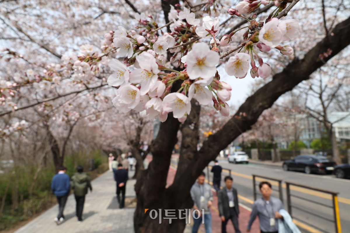 ▲예년보다 따뜻한 날씨가 이어지면서 서울의 벚꽃이 평년보다 열흘가량 일찍 개화한 가운데 30일 서울 영등포구 여의도 윤중로 일대에 벚꽃이 피어 있다. 다음 달 3일부터 7일까지는 이곳에서 여의도 봄꽃축제가 열린다. 고이란 기자 photoeran@