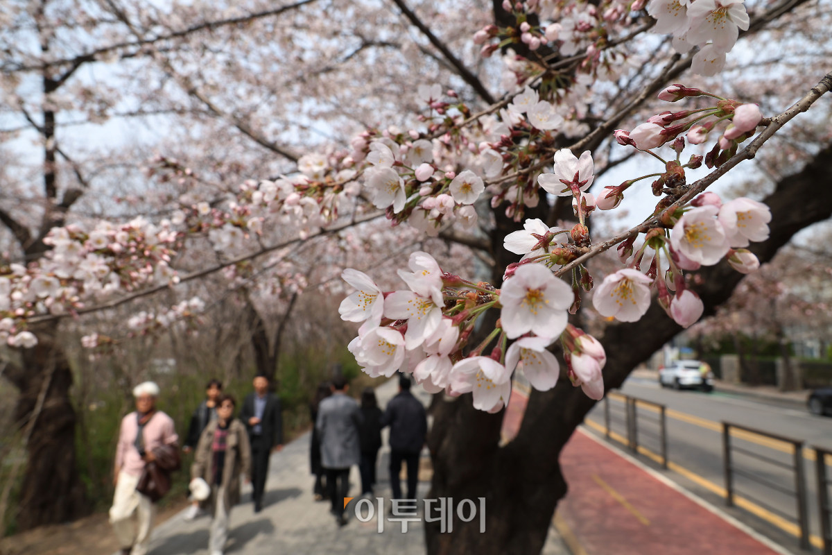 ▲예년보다 따뜻한 날씨가 이어지면서 서울의 벚꽃이 평년보다 열흘가량 일찍 개화한 가운데 30일 서울 영등포구 여의도 윤중로 일대에 벚꽃이 피어 있다. 다음 달 3일부터 7일까지는 이곳에서 여의도 봄꽃축제가 열린다. 고이란 기자 photoeran@
