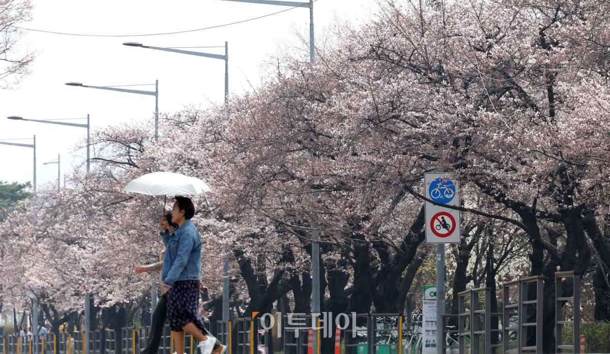 ▲예년보다 따뜻한 날씨가 이어지면서 서울의 벚꽃이 평년보다 열흘가량 일찍 개화한 가운데 30일 서울 영등포구 여의도 윤중로 일대에 벚꽃이 피어 있다. 다음 달 3일부터 7일까지는 이곳에서 여의도 봄꽃축제가 열린다. 고이란 기자 photoeran@