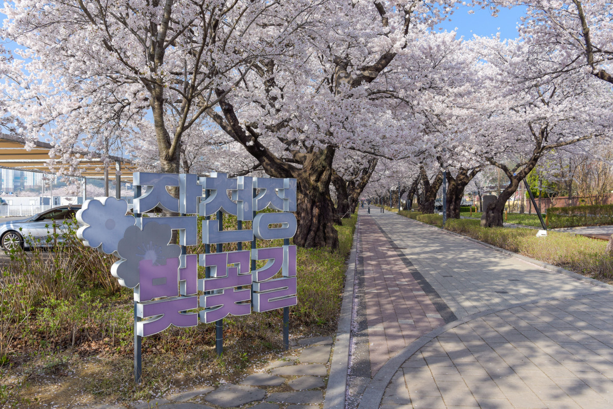 ▲작천정 벚꽃 사진 (사진제공=울주군)