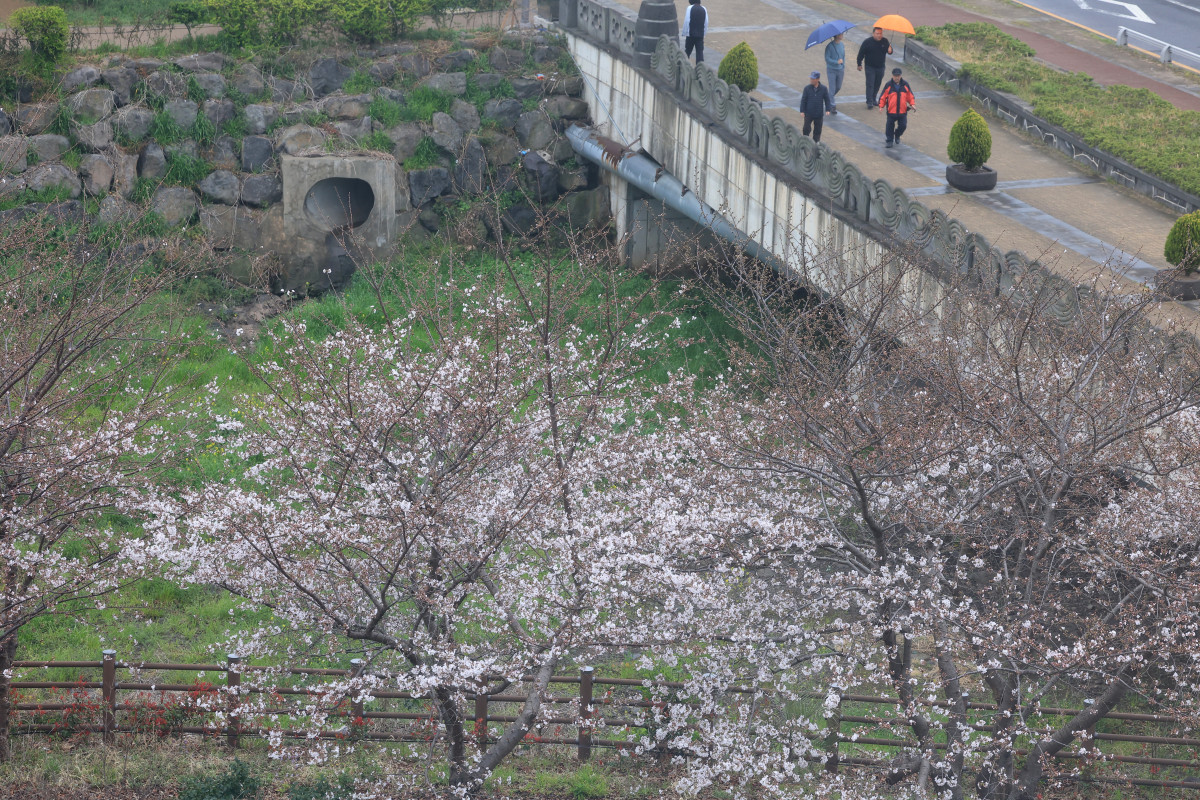 ▲봄비가 내린 지난달 30일 오전 제주시 도남동 거리를 우산을 든 시민이 걷고 있다. 사진=연합뉴스