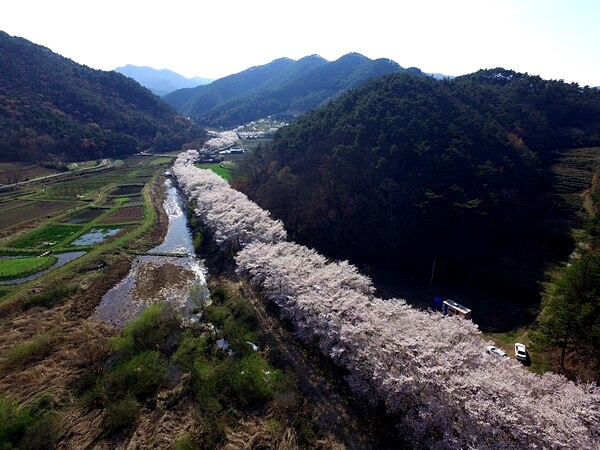 ▲전남 보성군 문덕면 대원사 벚꽃길 전경. (사진제공=보성군)
