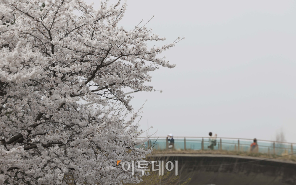 ▲여의도 봄꽃축제가 개막한 3일 서울 윤중로 벚꽃길에서 시민들이 나들이를 즐기고 있다. 7일까지 열리는 이번 행사는 여의서로 벚꽃길과 한강공원 일대에서 진행되며, 입장료는 무료이다. 김예연 인턴기자 kimye@