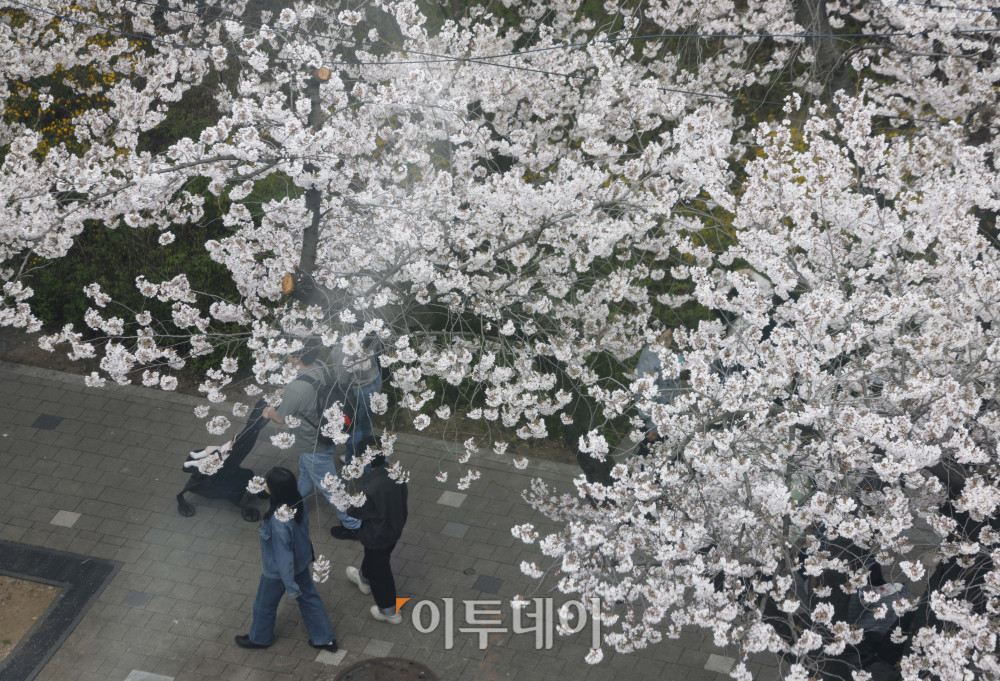 ▲3일 서울 영등포구 여의서로에서 시민들이 만개한 벚꽃나무 아래를 걸어가고 있다. 7일까지 열리는 이번 행사는 여의서로 벚꽃길과 한강공원 일대에서 진행되며, 입장료는 무료이다. 김예연 인턴기자 kimye@