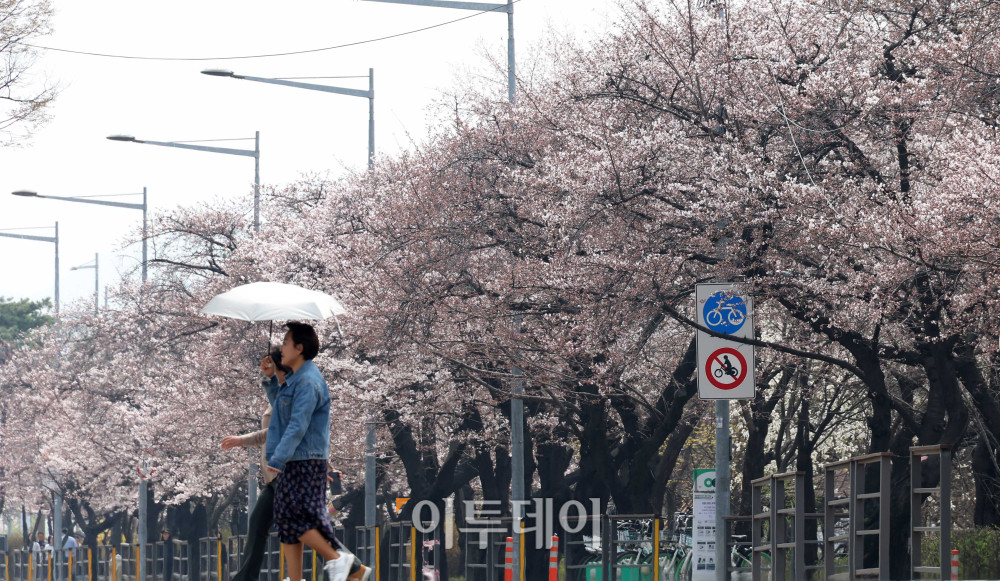 ▲예년보다 따뜻한 날씨가 이어지면서 서울의 벚꽃이 평년보다 열흘가량 일찍 개화한 가운데 지난달 30일 서울 영등포구 여의도 윤중로 일대에 벚꽃이 피어 있다. 다음 달 3일부터 7일까지는 이곳에서 여의도 봄꽃축제가 열린다. 고이란 기자 photoeran@ (이투데이DB)