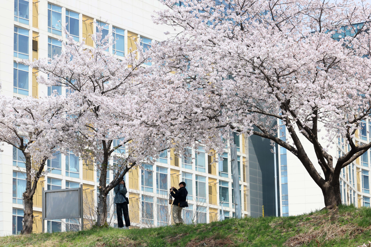 ▲전국이 완연한 봄날씨를 보인 5일 서울 안양천 벚꽃길에서 시민들이 계절의 정취를 만끽하고 있다. 신태현 기자 holjjak@