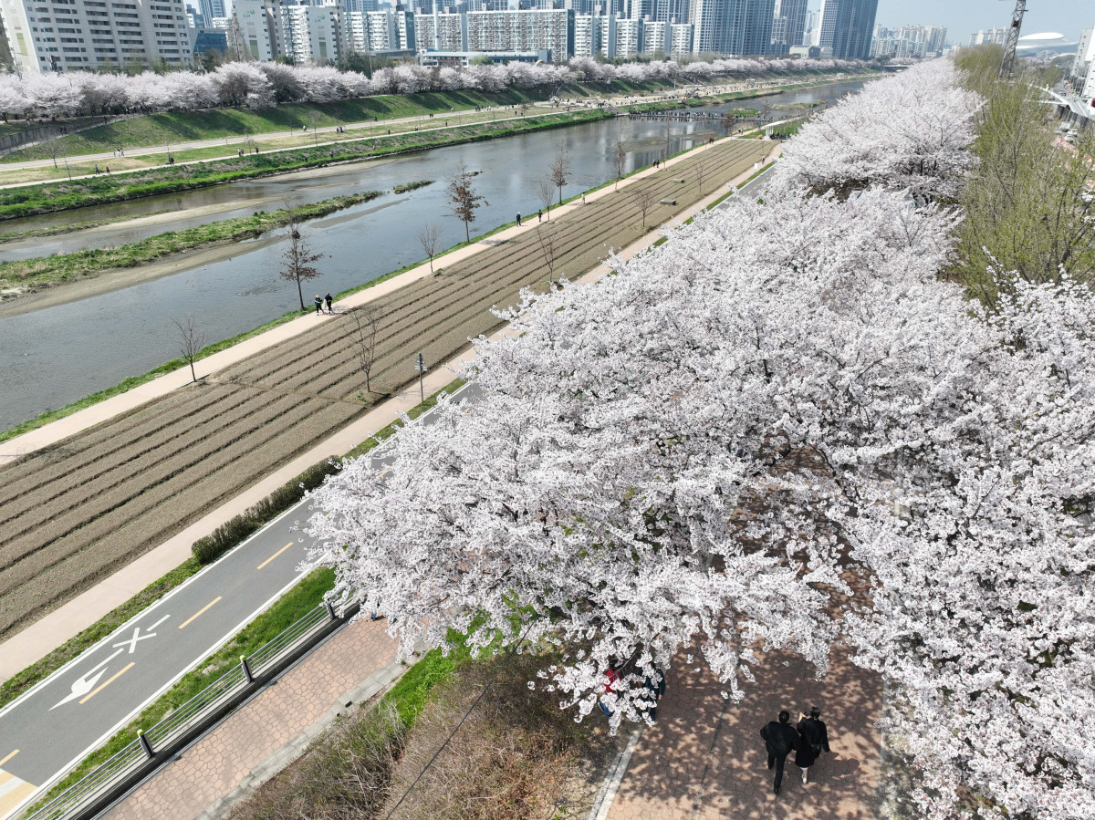 ▲전국이 완연한 봄날씨를 보인 5일 서울 안양천 벚꽃길에서 시민들이 계절의 정취를 만끽하고 있다. 신태현 기자 holjjak@