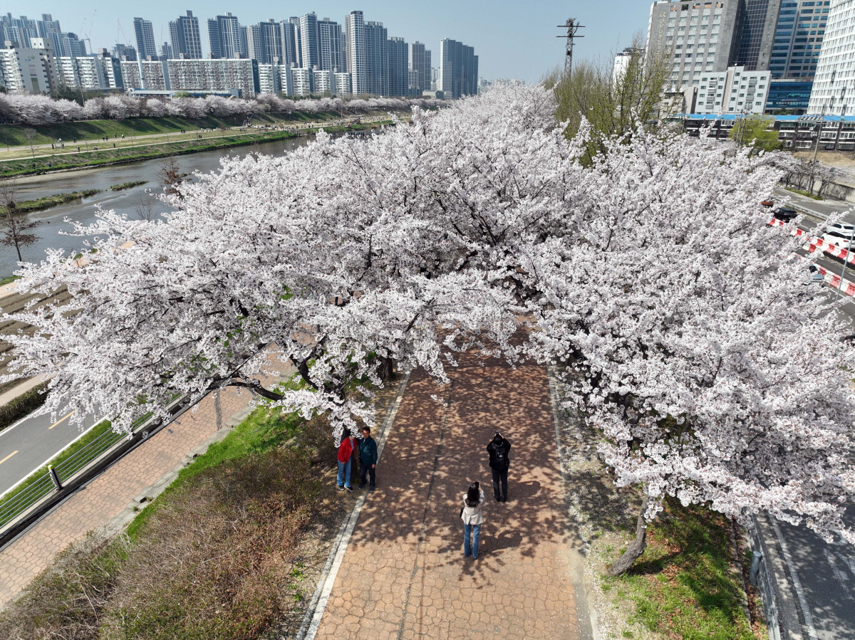 ▲전국이 완연한 봄날씨를 보인 5일 서울 안양천 벚꽃길에서 시민들이 계절의 정취를 만끽하고 있다. 신태현 기자 holjjak@