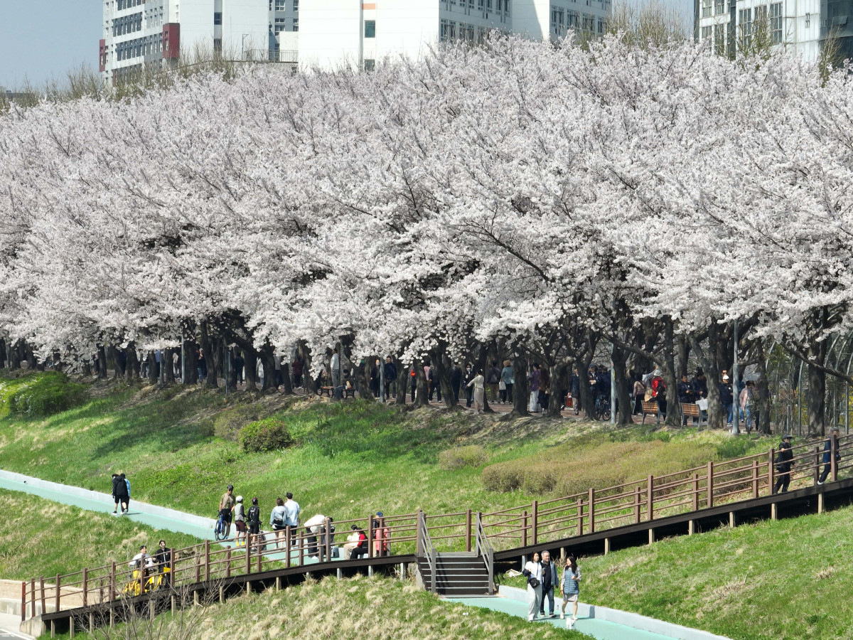 ▲전국이 완연한 봄날씨를 보인 5일 서울 안양천 벚꽃길에서 시민들이 계절의 정취를 만끽하고 있다. 신태현 기자 holjjak@