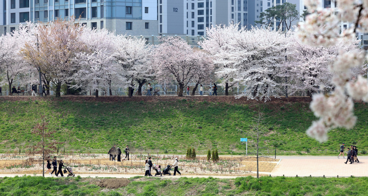 ▲전국이 완연한 봄날씨를 보인 5일 서울 안양천 벚꽃길에서 시민들이 계절의 정취를 만끽하고 있다. 신태현 기자 holjjak@