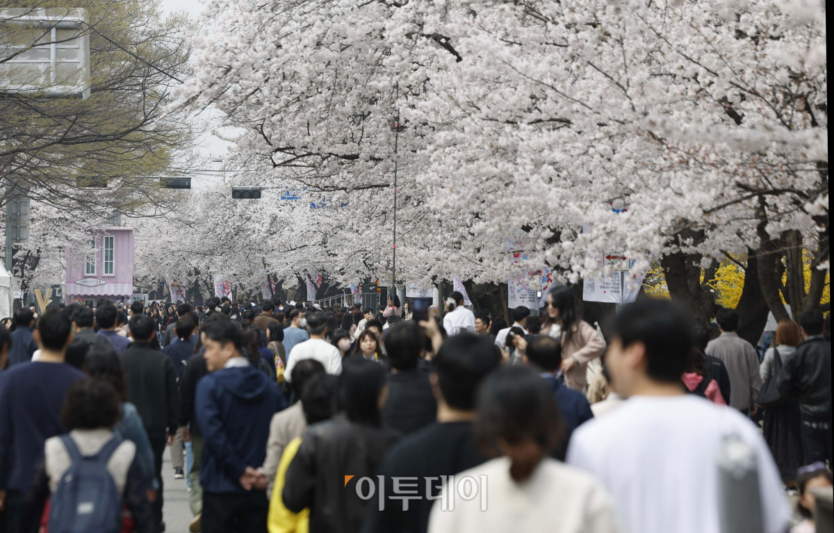 ▲서울 영등포구 여의서로에 봄꽃 축제를 만끽하는 시민들로 북적이고 있다. 7일까지 입장료 무료로 열린 이번 행사는 여의서로 벚꽃 길과 여의도 한강 공원 일대에서 진행됐다. (김예연 인턴 기자 kimye@)