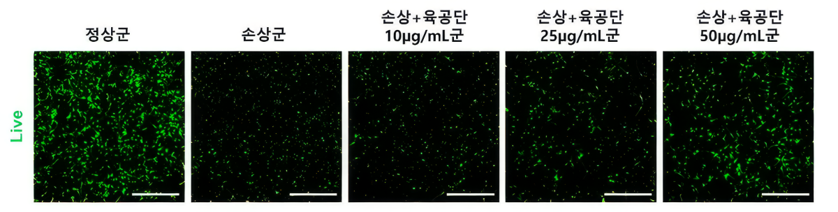 ▲과산화수소 처리로 감소한 해마 신경세포 생존율이 과산화수소와 육공단으로 동시 처리한 결과 육공단 투여 농도에 따라 생존율이 증가했다.(자생한방병원)