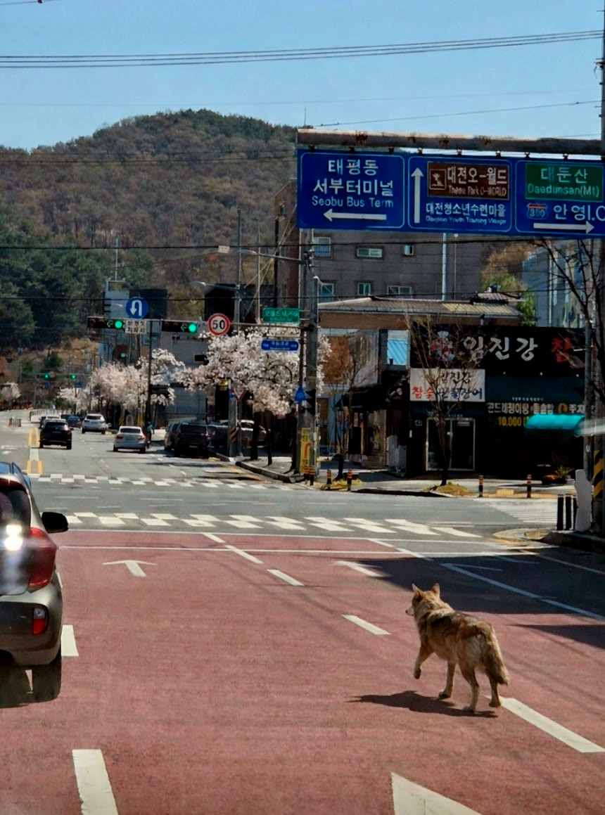 ▲[속보] 대전 오월드 늑대 탈출…4시간 만 오월드 네거리서 목격 (사진제공=대전소방본부)