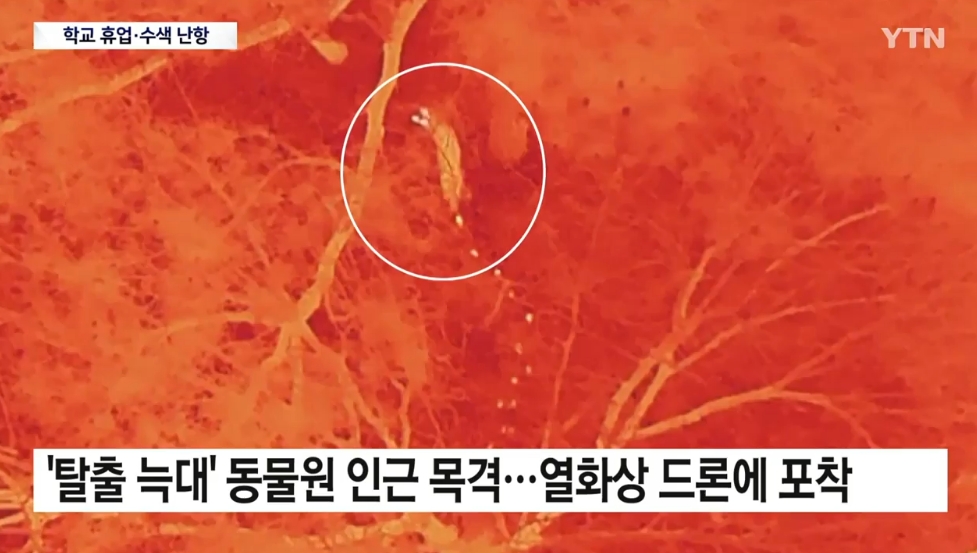 ▲대전 오월드 탈출 늑대 수색 '사흘째'…대체 어디에 (출처=YTN 캡처)