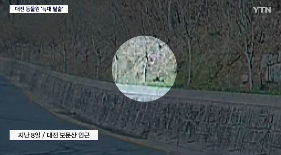 ▲대전 오월드 탈출 늑대 수색 '사흘째'…대체 어디에 (출처=YTN 캡처)