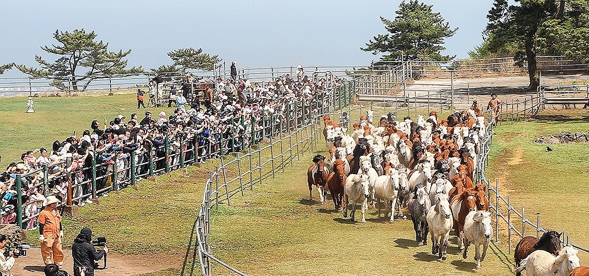 ▲힘차게 달리는 천연기념물 제주마. (사진제공=제주도)