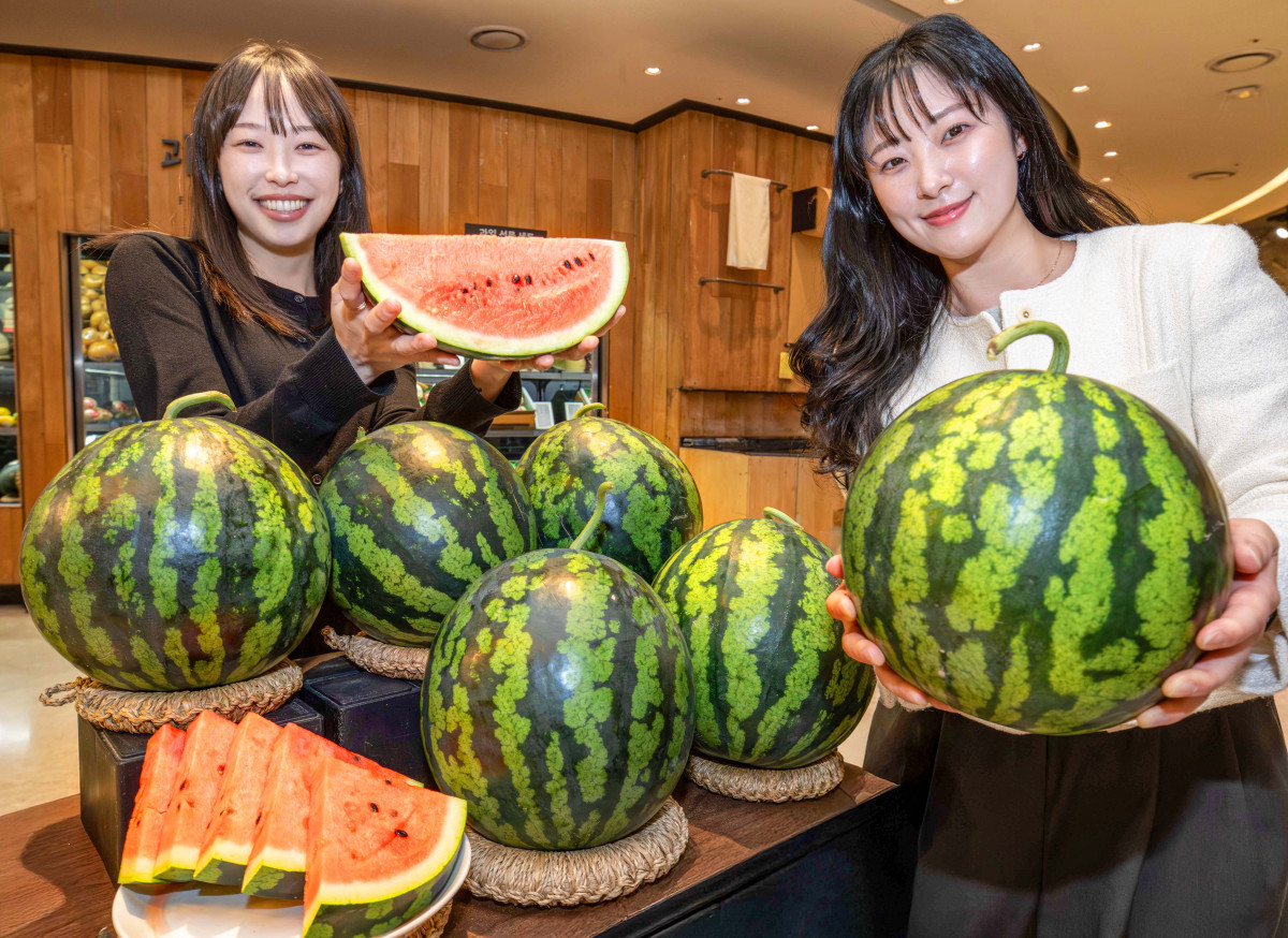 ▲13일 오전, 현대백화점 판교점 지하1층 식품관에서 직원들이 예약 판매 진행 예정인 함안 참박 수박을 소개하고 있는 모습. (사진제공=현대그린푸드)