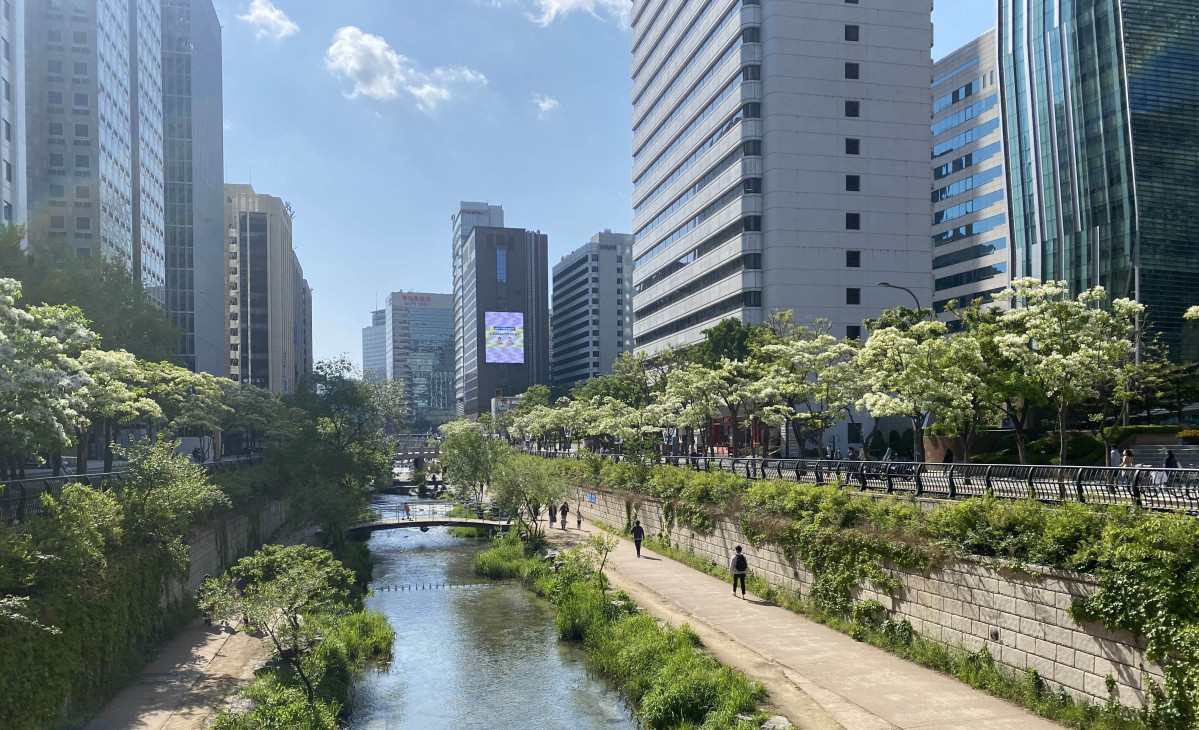 ▲서울 종로구 관철동 청계천 이팝나무길 (사진제공=산림청)