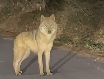▲대전 오월드 탈출 이후 한동안 행방이 묘연했던 늑대 '늑구'가 13일 오후 10시 43분께 오월드 인근 야산에서 목격됐다. 사진은 목격한 시민이 찍은 영상 갈무리. (연합뉴스)