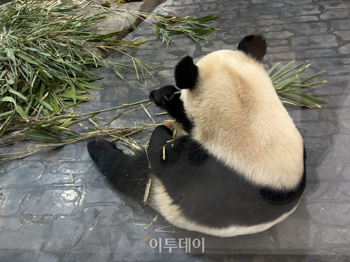 ▲대나무를 먹고 있는 판다의 모습. (황민주 기자 minchu@)