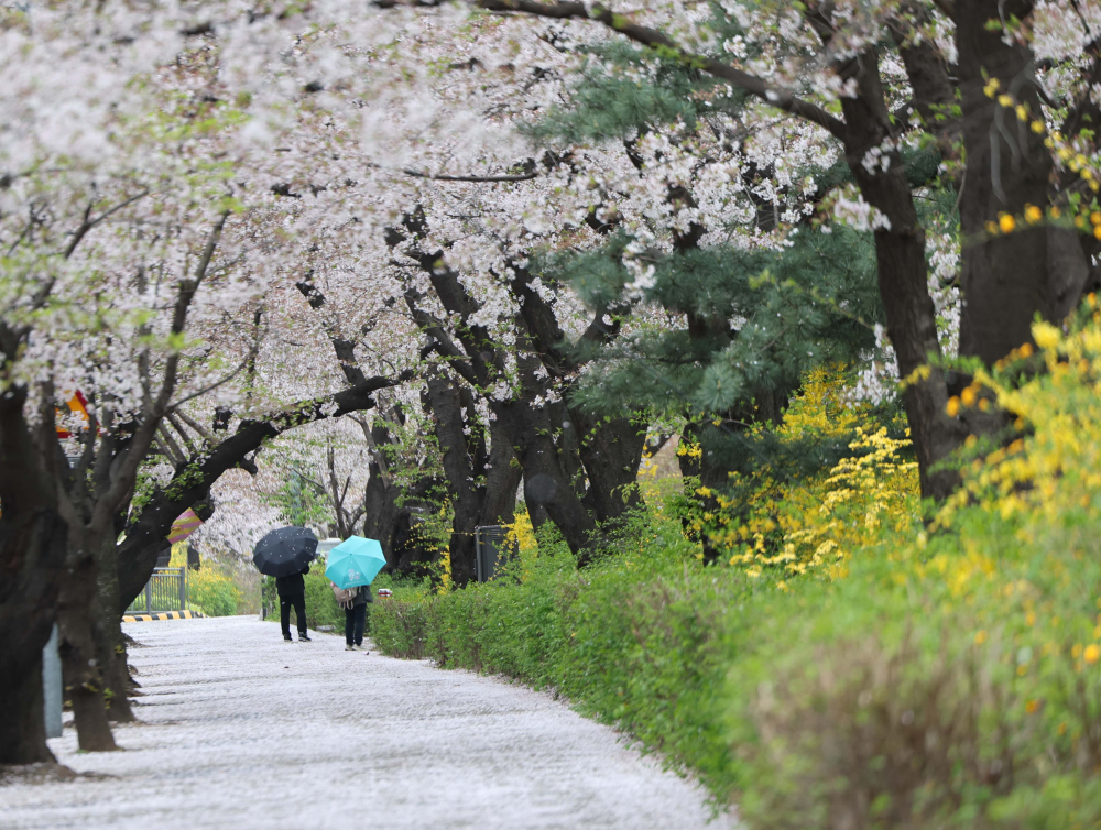 ▲9일 오전 서울 여의도 여의서로에 시민들이 우산을 쓰고 걸어가고 있다. 비는 이날 오전부터 시작되어 내일까지 전국적으로 돌풍과 벼락을 동반해 요란하게 내리칠 예정이다. 내일 낮부터는 대부분 비가 그치며 이후에는 다시 맑은 하늘이 이어질 전망이다. 김예연 인턴기자 kimye@ (이투데이DB)